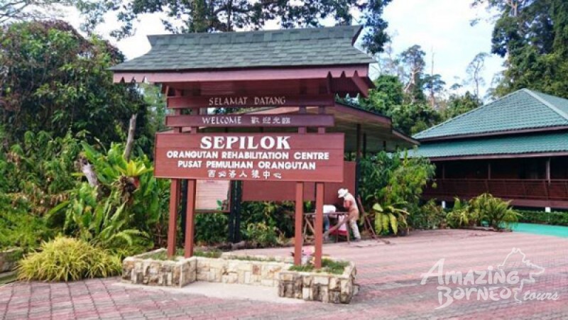 A Sepilok Encounter